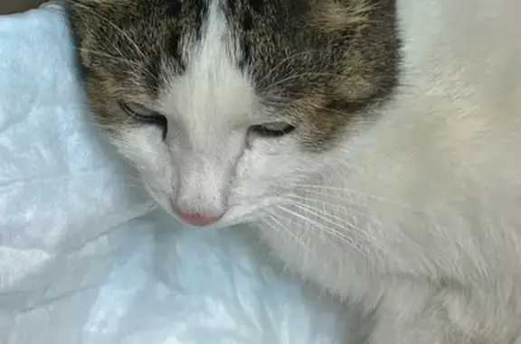 Найдена кошка, Казань, фото: Кот найден у школы №82, ул. Качалова, Казань