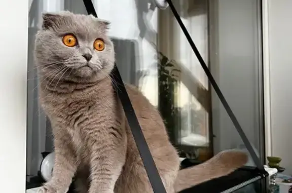 Кошки потеряшки, Бийск, фото: Потеряшка кошка, ул. Шадрина 37, Бийск