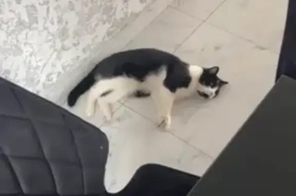 Пропал кот на Клюквинской, 1-я Моква