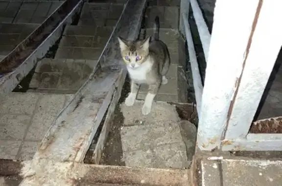 Найдена кошка, Наро-Фоминск, фото: Кошка найдена: ул. Новикова 24, Наро-Фоминск