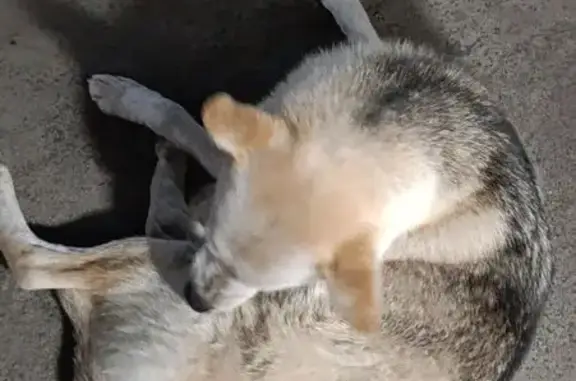 Найдена собака, Большая Октябрьская 69