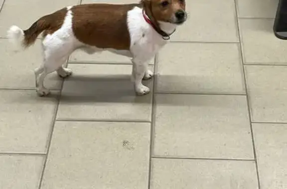 Собака найдена: ул. Копытова, 43, Мурманск