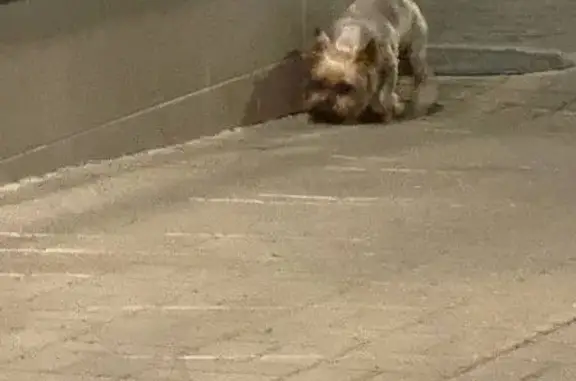 Найденные животные Петрозаводск, фото: Собака найдена на бул. Интернационалистов, 25