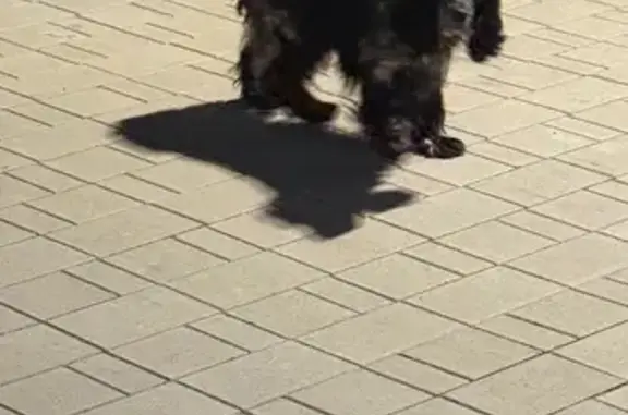 Найдена собака, Ярославль, фото: Спаниель найден: ул. Колмогорова, 24 к2