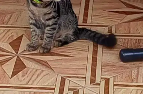 Пропала кошка, ул. Победы 267, Сочи