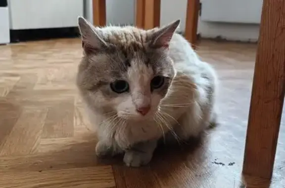 Найдена кошка, Солнечногорск, фото: Кошка найдена: Молодёжная 3, Солнечногорск