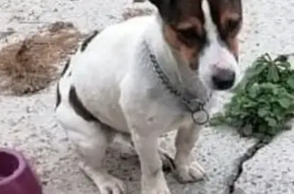 Найдена собака, , фото: Собака найдена в СНТ Дружба, Уфа