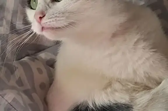 Пропала кошка, Профсоюзная ул., Кострома