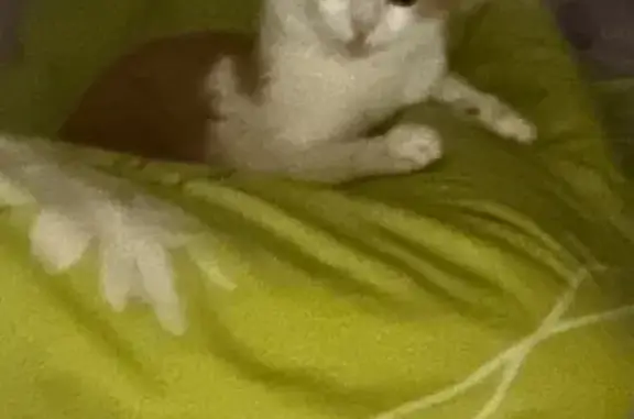 Пропала кошка, Вяткина 6, Абакан