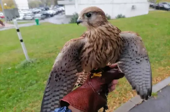 Пропала сокол-пустельга, Нагатинская 19А