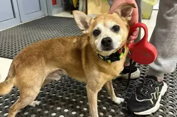 Найдена собака, Санкт-Петербург, фото: Собака найдена у парка Малиновка, СПб