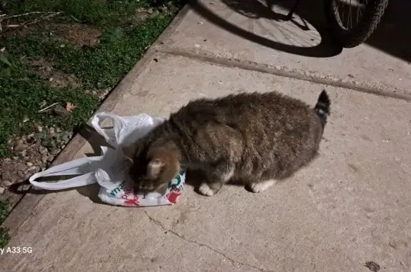 Найдена кошка, Кострома, фото: Кошка найдена: Магистральная 41А, Кострома