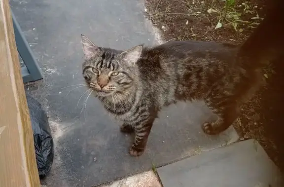 Крупная кошка найдена, ул. Дружбы, Новый