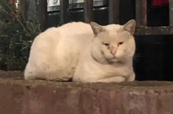 Найдена кошка, Реутов, фото: Найдена кошка, ул. Октября, Реутов