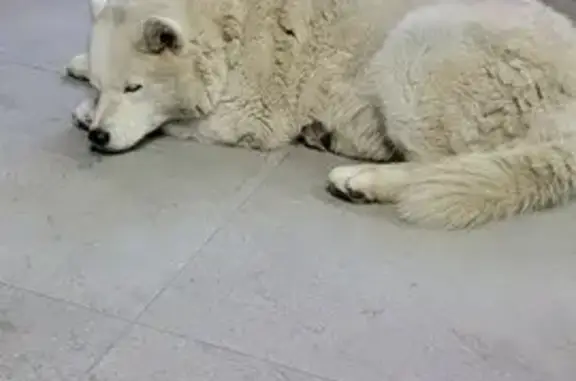 Собака найдена на Балаклавской, Симферополь