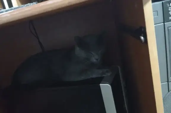 Пропала кошка, ул. Баумана, Курган