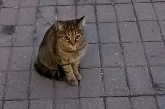Кошка найдена на Староватутинском 6, Москва