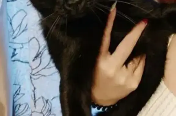 Кошки потеряшки, Иваново, фото: Потеряшка кот Вася, пр. Текстильщиков, 42б