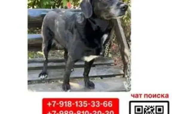 Собаки потеряшки, Копанской, фото: Потеряшка собака на Красные Зори, 36