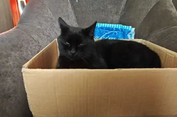 Кошки потеряшки, Барановичи, фото: Потеряшка кошка, 1-й Колпеницкий пер., Барановичи