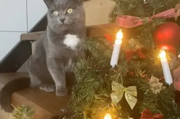 Кошки потеряшки, , фото: Потеряшка кошка, ул. Мира 22а, Погребы