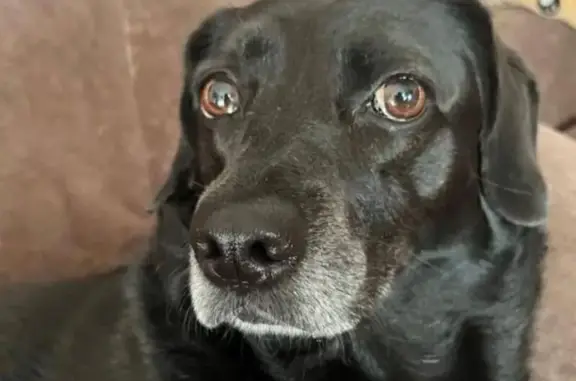 Пропала собака, Копанской, Краснодарский край