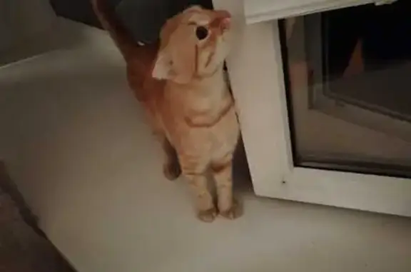 Найдена кошка, Ростов-на-Дону, фото: Найдена кошка, ул. Ивановского, 36, РнД