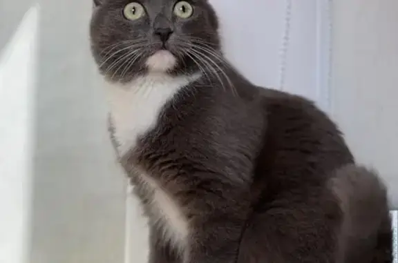 Пропала кошка, Боровский, Тюменская обл.