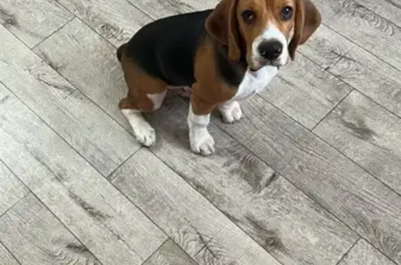 Собаки потеряшки, Томск, фото: Потеряшка собака, Иркутский тракт, Томск