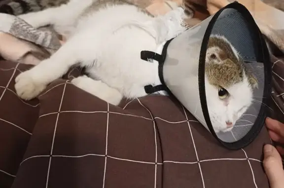 Найдена кошка, Строгинское шоссе, Москва