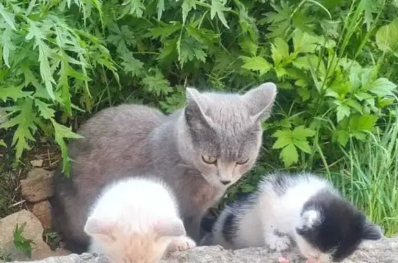 Пропала кошка, Советская ул. 63, Заозёрный