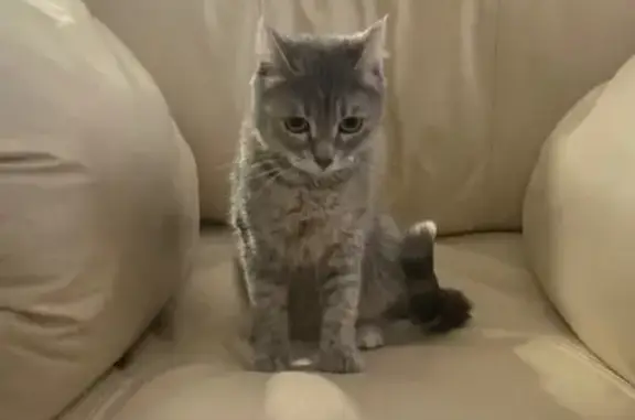 Пропала кошка, Ярославль, район Глобуса