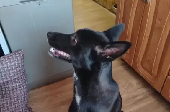 Найдена собака, Новосибирск, фото: Собака найдена, Дачное шоссе, Новосибирск