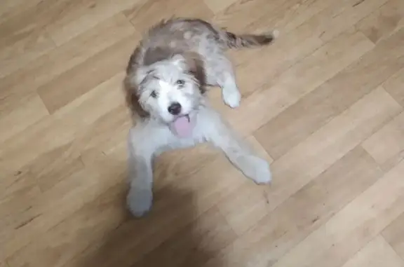 Найдена собака, Иркутск, фото: Щенок найден на Байкальской, 125, Иркутск