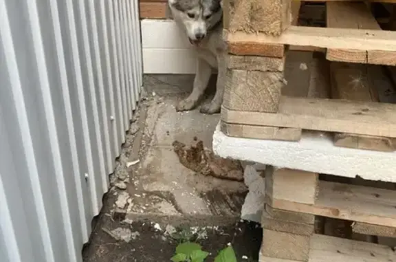 Найдена хаски, Оренбург, ищет хозяев