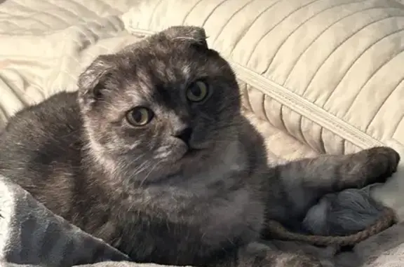 Кошки потеряшки, Новосибирск, фото: Потеряшка кошка, ул. Станиславского, НСК