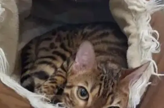 Пропала кошка, Генерала Острякова 63