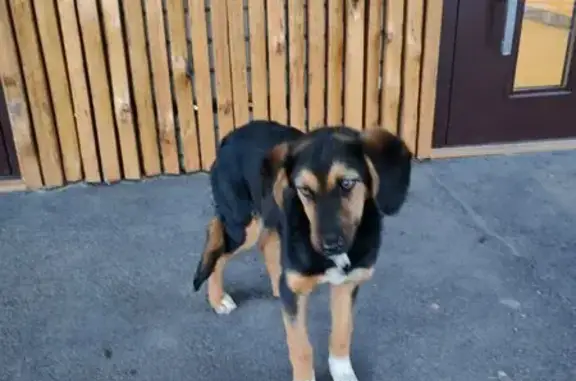 Собака найдена: Баранского, 94, Чита