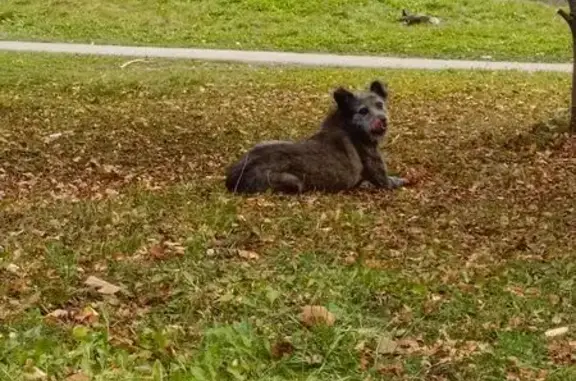 Найдены 3 собаки, ул. Гагарина, 15/1
