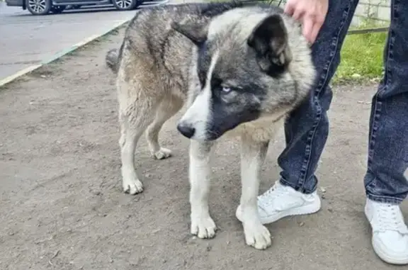 Собака найдена: ул. Богомягкова, 58, Чита