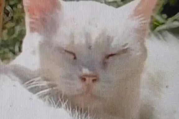 Пропала кошка, пр. Жукова 175, Волгоград