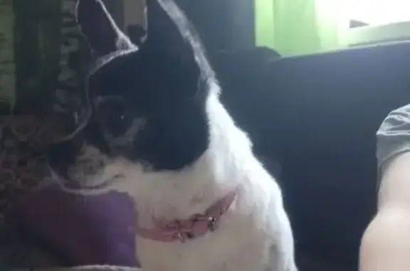 Пропала чихуахуа, Советская 24, Киров