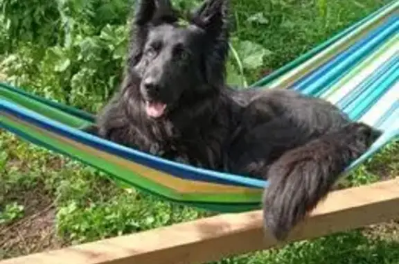 Пропала собака, Обухово, Татарстан