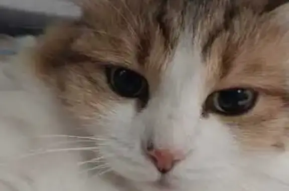 Пропала кошка, ул. Пушкина, 39, Междуреченск