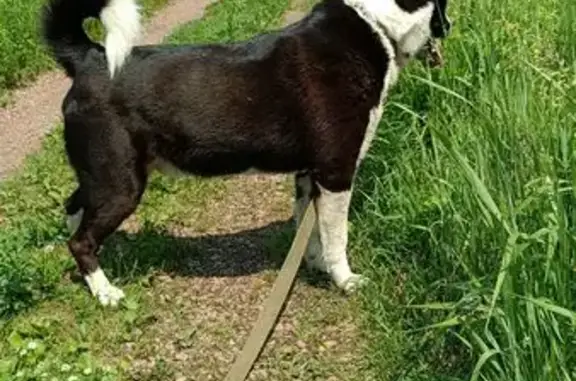 Собака Боря ищет хозяина, Олеко Дундича 15А