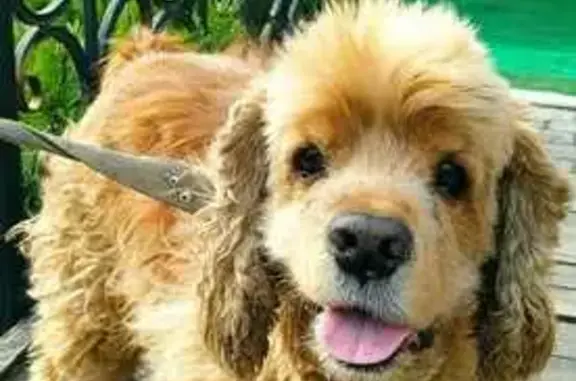 Пропала собака, Бодеевское, Воронежская обл.