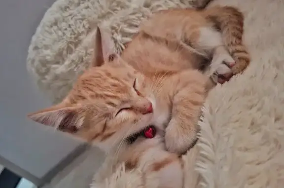 Кошки потеряшки, Иркутск, фото: Потеряшка котёнок, 4-й Советский пер., 4