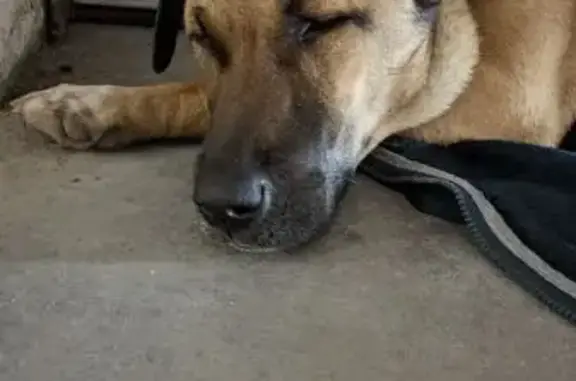 Собака найдена у гаражей, Госпитальная ул., Омск