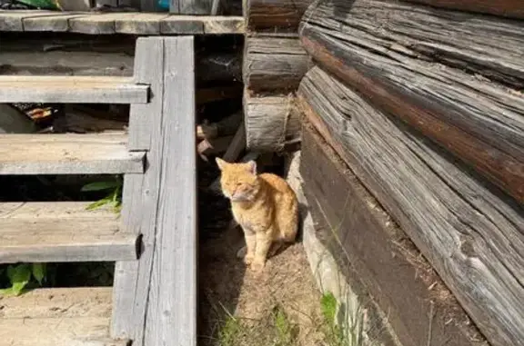 Кошки потеряшки, Котлас, фото: Потеряшка кошка, пр. Мира, Котлас