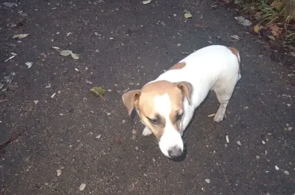 Найдена собака, Вязьма, фото: Собака без ошейника, ул. Ленина, Вязьма